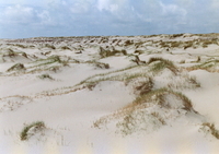 embryonale duinen